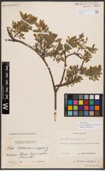 Salix bebbiana Sarg. x Salix starkeana Willd.